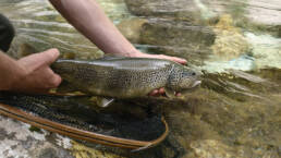 Exclusive guided day trip to learn more about the Marble Trout